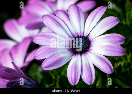Osteospermum Stockfoto
