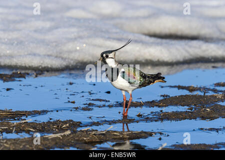 Vanellus Vanellus, nördlichen Kiebitz Stockfoto