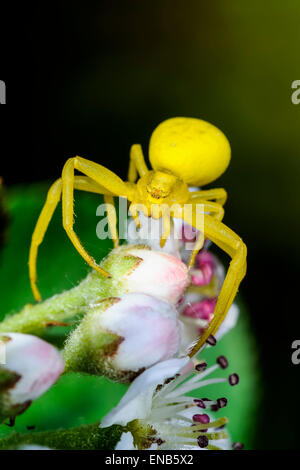 Goldrute Krabbenspinne Misumena vatia Stockfoto
