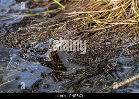 Rana Temporaria, Grasfrosch Stockfoto