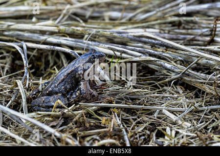 Rana Temporaria, Grasfrosch Stockfoto