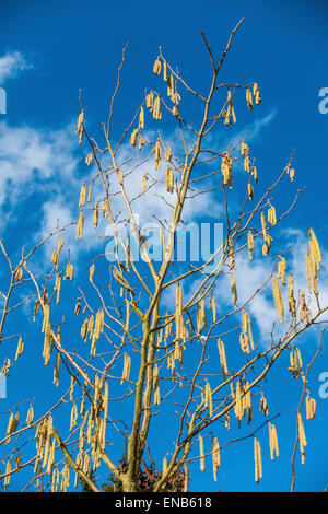 Männlichen Hazel Kätzchen, früh im Februar 2015 Corylus Avellana Stockfoto