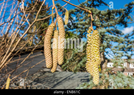 Männlichen Hazel Kätzchen, früh im Februar 2015 Corylus Avellana Stockfoto