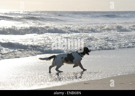 Happy English Springer Spaniel Hund spielen am Strand Stockfoto
