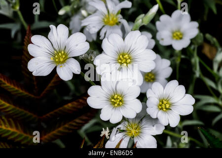 Snow-in-Summer, filziges Hornkraut, espoo Stockfoto