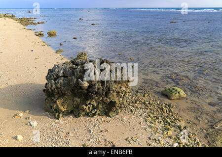 Block von Korallen angespült am Strand, Pasikudah Bay, Eastern Province, Sri Lanka, Asien Stockfoto