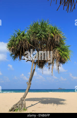 Pandanus Palmen wachsen auf sandigen Strand, Nilavelli, Trincomalee, Sri Lanka, Asien Stockfoto