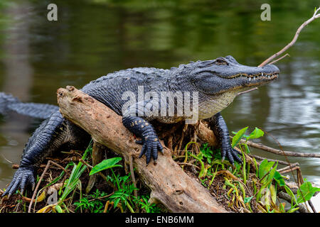 amerikanischer alligator Stockfoto