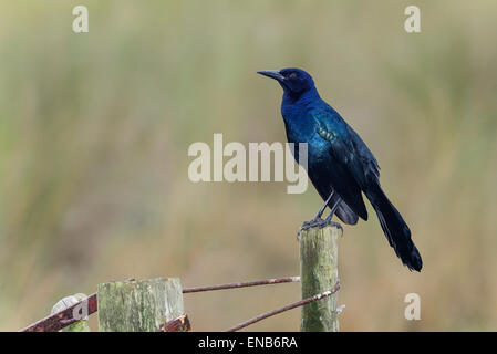 Boot-angebundene grackle Stockfoto