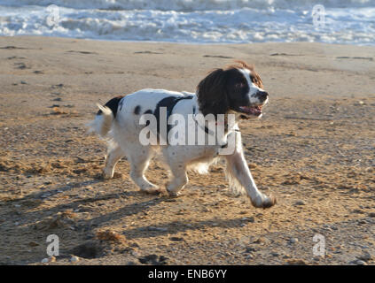 Happy English Springer Spaniel Hund spielen am Strand Stockfoto