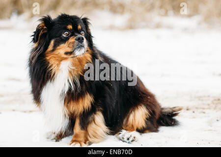 Mischling klein schwarz und braun Farben Hund Outdoor Portrait Stockfoto