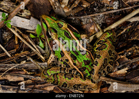 südlichen Leopard Frosch Stockfoto