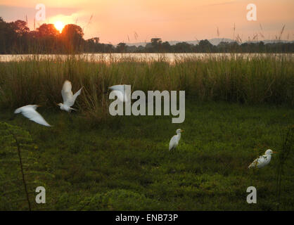 Kuhreiher (Bubulcus Ibis) fliegen in den Sonnenuntergang in Sri Lanka Stockfoto