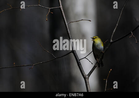 Holz-Laubsänger (Phylloscopus Sibilatrix) im Frühlingswald Stockfoto