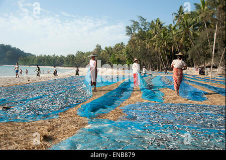 Frauen Trocknen kleine Fische auf die blaue Netze am sandigen Strand von Ngapali Myanmar Burma Stockfoto