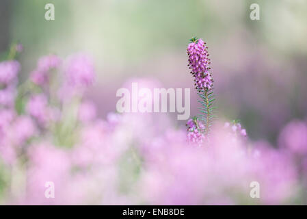 Blühenden Frühling Heide (Erica Carnea) in einem Wald, Tirol, Österreich Stockfoto