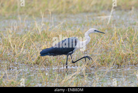 Weiß-necked Reiher (Ardea Pacifica), Mornington Wilderness Camp, Kimberley-Region, Western Australia Stockfoto