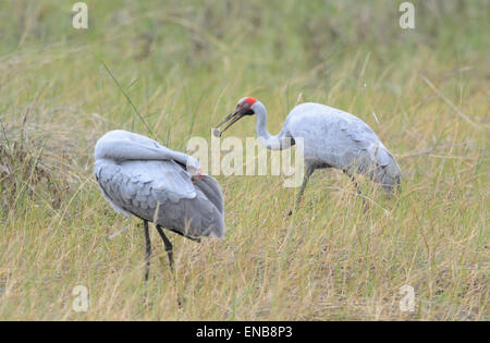 Brolga (Grus Rubicunda), Mornington Wilderness Camp, Kimberley-Region, Western Australia Stockfoto