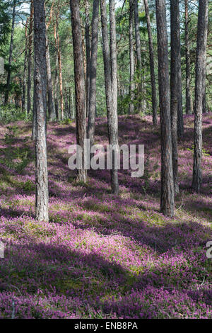 Blühenden Frühling Heide (Erica Carnea) in einem Wald, Tirol, Österreich Stockfoto