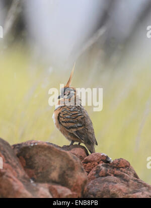 Spinifex Pigeon (Geophaps Plumifera), Mornington Wilderness Camp, Kimberley-Region, Western Australia Stockfoto