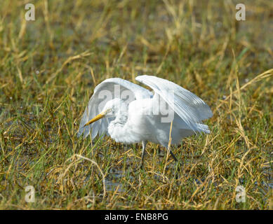 Silberreiher (Ardea Alba), Mornington Wilderness Camp, Kimberley-Region, Western Australia Stockfoto