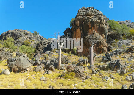 Spinifex, Kimberley-Region, Westaustralien, WA, Australien Stockfoto