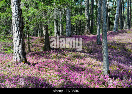 Blühenden Frühling Heide (Erica Carnea) in einem Wald, Tirol, Österreich Stockfoto