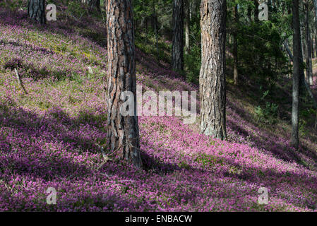 Blühenden Frühling Heide (Erica Carnea) in einem Wald, Tirol, Österreich Stockfoto