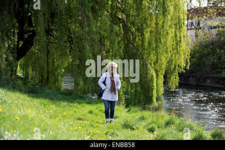 Darlington County Durham UK 1. Mai 2015 - eine Frau genießt das Frühlingswetter, während sie entlang des Flussufers, gesäumt von Weiden in Darlington Stadtzentrum Kredit geht: Simon Dack/Alamy Live News Stockfoto