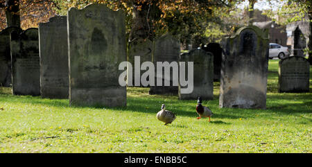 Darlington County Durham UK 1. Mai 2015 - Enten genießen Sie einen Spaziergang durch einen Friedhof in Darlington in der Frühlingssonne Credit: Simon Dack/Alamy Live News Stockfoto