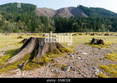 Baumstümpfe auf dem Seebett ging grün Peter Reservoirs in Oregon. Stockfoto