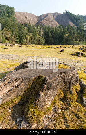 Baumstümpfe auf dem Seebett ging grün Peter Reservoirs in Oregon. Stockfoto