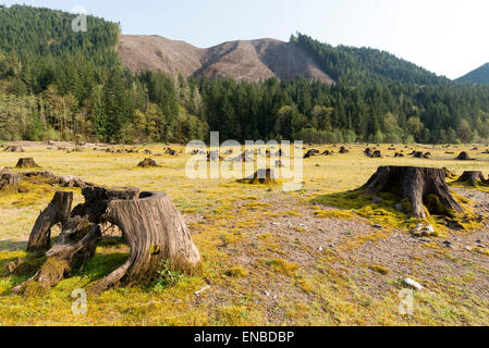 Baumstümpfe auf dem Seebett ging grün Peter Reservoirs in Oregon. Stockfoto