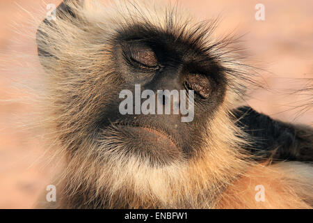 Nahaufnahme von einem grau-Languren (Semnopithecus Entellus, auch bekannt als gemeinsame Languren) genießen immer gereinigt, Ranthambore, Indien Stockfoto