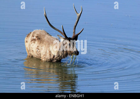 Sambar Hirsche (Rusa Unicolor) Fütterung im Wasser stehn, Ranthambore, Indien Stockfoto