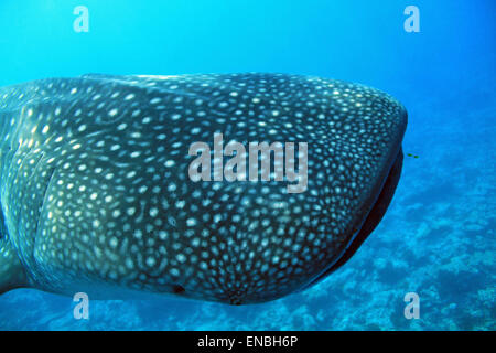 Abgewinkelte Nahaufnahme von einem herannahenden Walhai (Rhincodon Typus), Süd Ari Atoll, Malediven Stockfoto