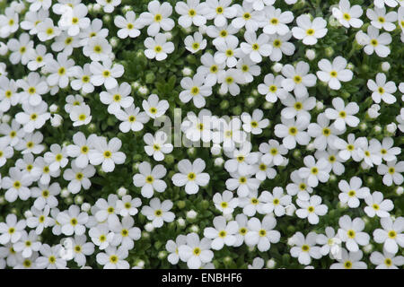 Androsace Cylindrica X hirtella Blumen Stockfoto