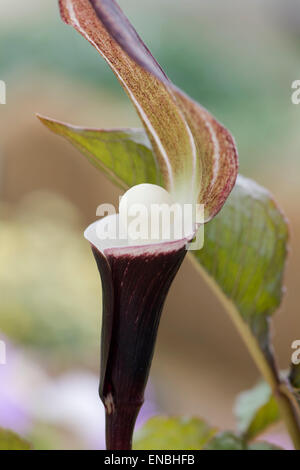 Arisaema Sikokianum. Japanische Jack auf der Kanzel flowergrow Stockfoto