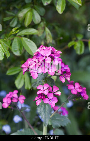 LUNARIA Annua. Ehrlichkeit Pflanze blüht im Garten. Stockfoto