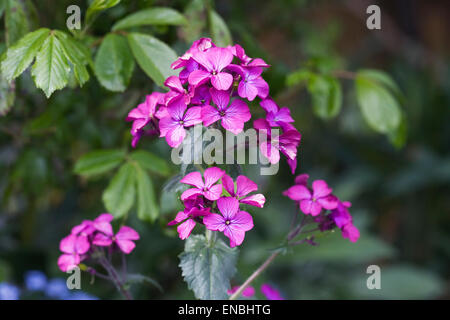 LUNARIA Annua. Ehrlichkeit Pflanze blüht im Garten. Stockfoto