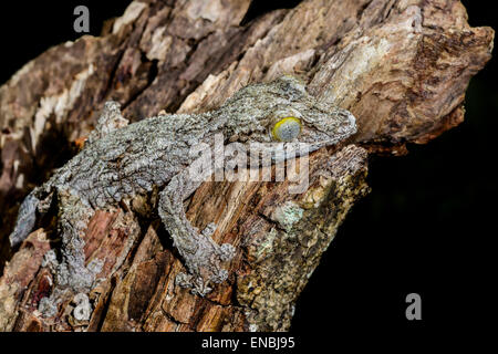 riesiges Blatt-Tail Gecko, Marozevo, Madagaskar Stockfoto