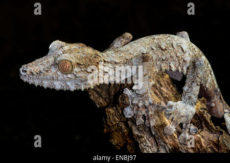 riesiges Blatt-Tail Gecko, Marozevo, Madagaskar Stockfoto