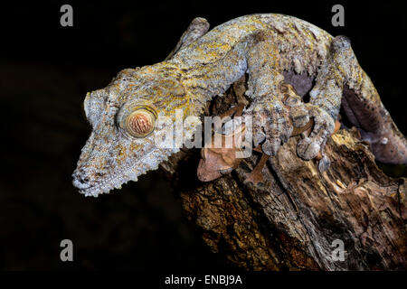 riesiges Blatt-Tail Gecko, Marozevo, Madagaskar Stockfoto