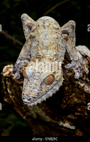 riesiges Blatt-Tail Gecko, Marozevo, Madagaskar Stockfoto