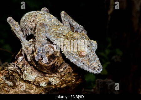 riesiges Blatt-Tail Gecko, Marozevo, Madagaskar Stockfoto