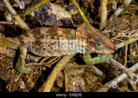 kurz-gehörnte Chamäleon, Marozevo, Madagaskar Stockfoto