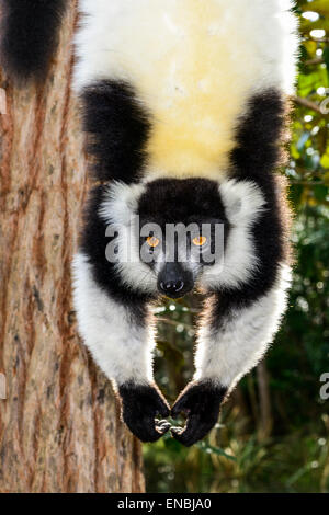 schwarz/weiß ruffed Lemur, Lemureninsel, Andasibe, Madagaskar Stockfoto