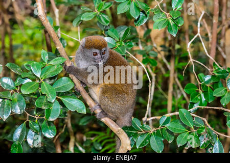 grau, Bambus Lemur, Lemureninsel, Andasibe, Madagaskar Stockfoto