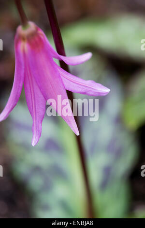 Erythronium Revolutum. Mahagoni Fawn lily Stockfoto