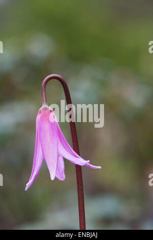 Erythronium Revolutum. Mahagoni Fawn lily Stockfoto